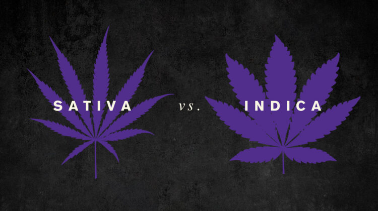 The Difference Between Sativas and Indicas (and Hybrids), Explained